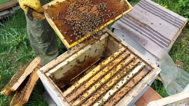 Срочно магазины. Ульи трещат от количества пчелы/сибирский пчелоблог 19 мая 2022/ точок бакфаста смотреть онлайн