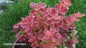 Самый декоративный,карликовый барбарис тунберга Адмирейшн.Посадка барбариса