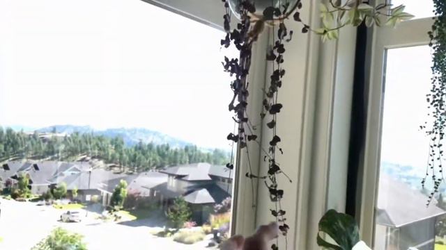 Dracena Dorado & 2020 Growing Season смотреть онлайн
