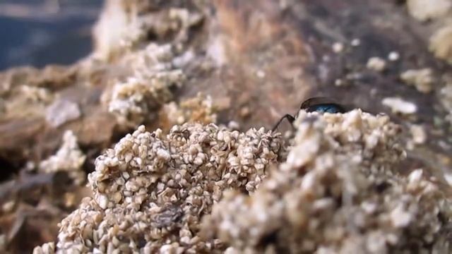 ВЗГЛЯД на мир - ВАША СУДЬБА. ПЧЕЛА или МУХА смотреть онлайн