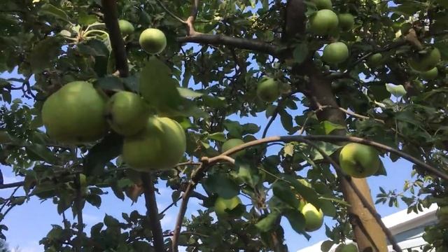 Роза Юбилей Принца Монако и Яблонька в моем саду! смотреть онлайн