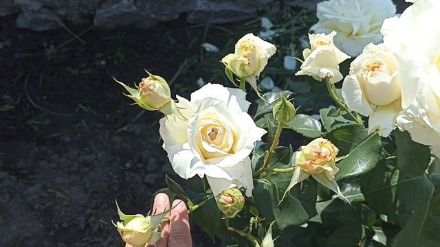 Белые розы. Шниивальцер и Ирина. #розы #белыерозы #розывсаду #обзорсортовроз смотреть онлайн