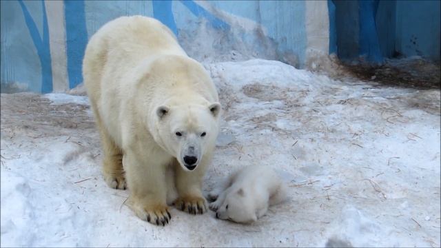 После прогулки по даче один малыш пришёл домой, упал и уснул 25.03.19