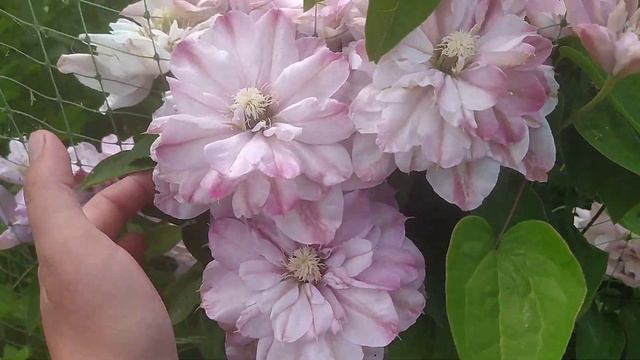 Цветущий сад 15 июня 2022 года. смотреть онлайн