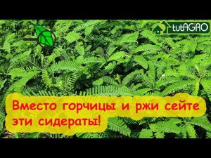 МОЩНЫЙ СИДЕРАТ ДЛЯ ОЧИСТКИ ОГОРОДА. Вместо горчицы и ржи сейте мощный сидерат! Очистка фитофторы.
