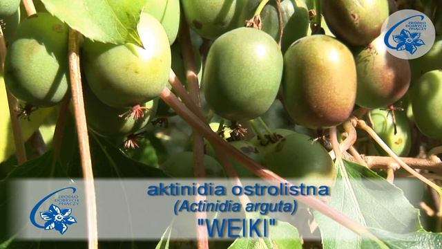Actinidia KIWI BERRY - species, varieties, applications - Part 1 смотреть онлайн