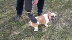 Вычесываем французского бульдога и прочие радости весны!