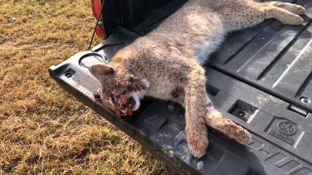 Texas bobcat смотреть онлайн