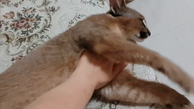 Caracal. Каракал