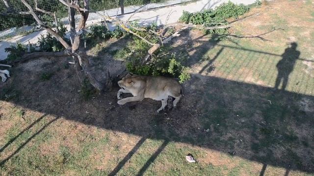 НЕ МОЖЕТ БЫТЬ !!! 25 летняя львица Клеопатра РОДИЛА ДВОЙНЮ !!! смотреть онлайн