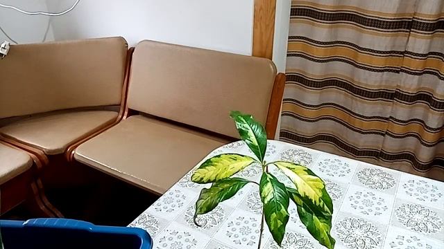 Дела цветочные: делим, боремся с белокрылкой и наблюдаем. смотреть онлайн