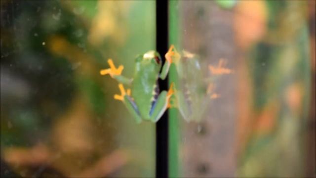 Agalychnis callidryas (Cope, 1862) — Красноглазая Квакша смотреть онлайн