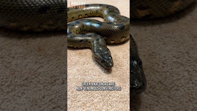 Anaconda ? The Largest Snake on Earth смотреть онлайн