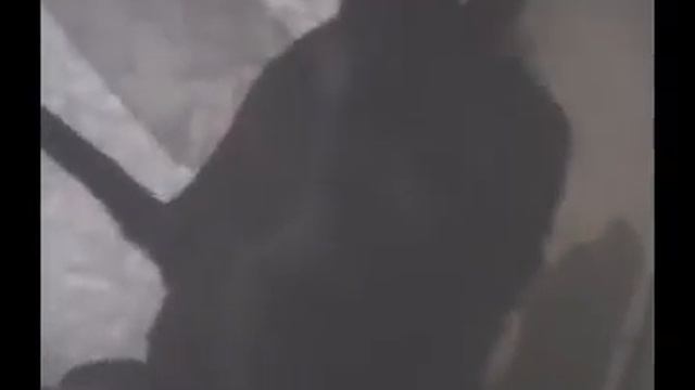 Черный короткошерстный кот и молоденькая черная кошка смотреть онлайн