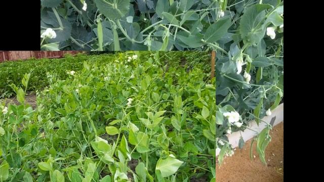 Когда сажать горох весной смотреть онлайн