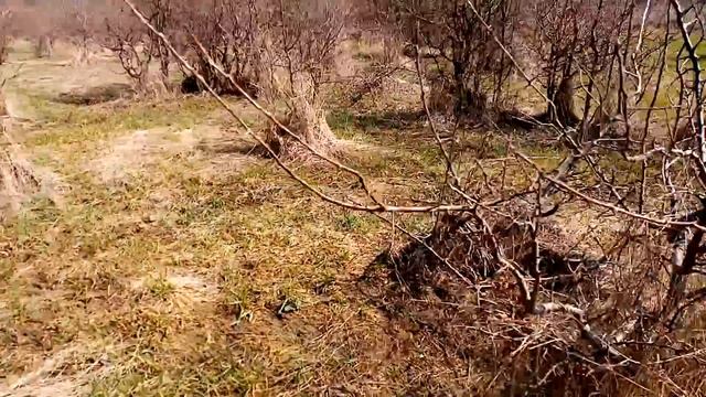 Показываю какие деревья из природы интересны для последующего создания из них бонсай смотреть онлайн