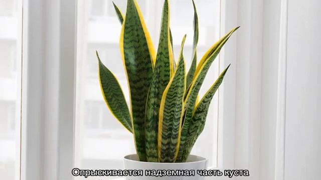 Тещин язык цветок — уход в домашних условиях смотреть онлайн