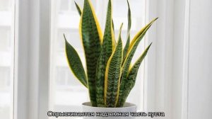 Тещин язык  цветок — уход в домашних условиях