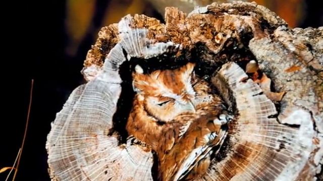 СОВЫ МАСТЕРА МАСКИРОВОК смотреть онлайн