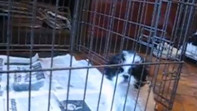 Щенки Японского хина смотреть онлайн