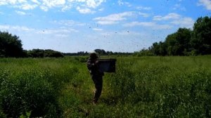 Новый способ ловли роёв. Ловля роя пчёл с лёта