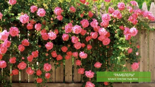Лучшие сорта роз для средней полосы. Как выбрать розы для своего сада. смотреть онлайн