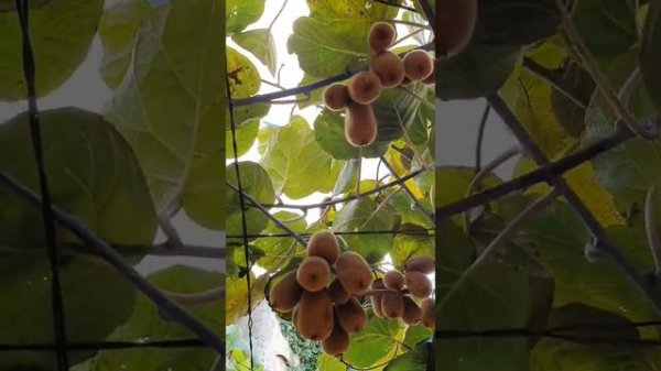 СЕНТЯБРЬ В ЧЕРНОГОРИИ 🏝