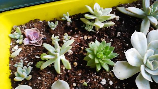 İNDİRİME GİREN ÜRÜNLER KAÇIRMAYIN❤️#sukulent #kaktus смотреть онлайн