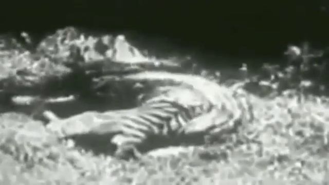 Анаконда против Леопарда Giant Anaconda vs Jaguar Python vs Tiger Python vs Leopard смотреть онлайн