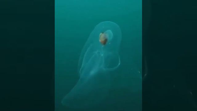 Прозрачная морская бабочка 🦋🦋🦋 смотреть онлайн