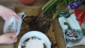 Пересадка замиокулькаса. Удаление пней после обрезки листов. Грунт для замиокулькаса