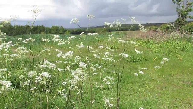 Cow Parsley смотреть онлайн