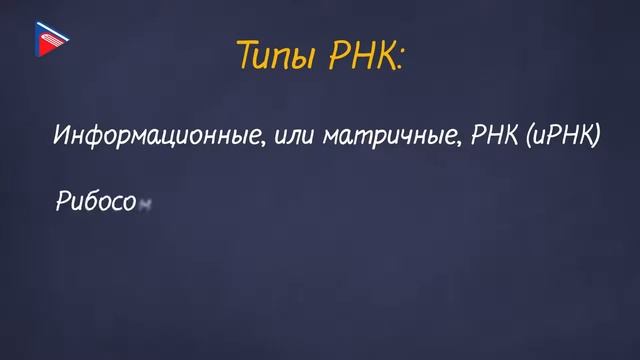 10 класс - Биология - Нуклеиновые кислоты, их роль в жизнедеятельности клетки. АТФ и другие веществ смотреть онлайн