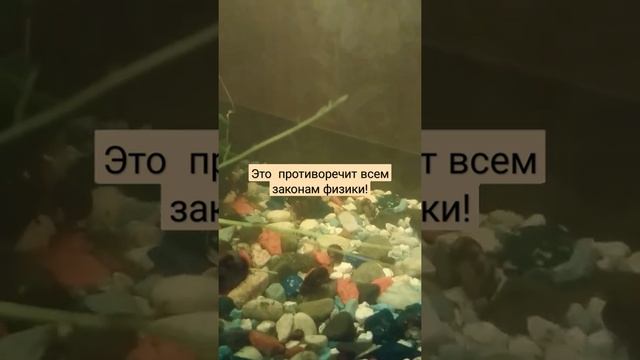 как пузырь воздуха может висеть в воде!? Что происходит? смотреть онлайн