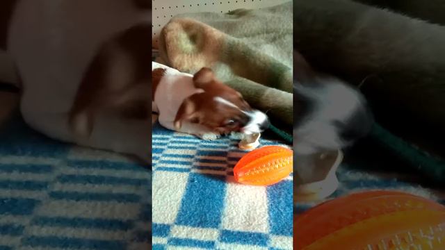 Детская соска и маленький щенок смотреть онлайн