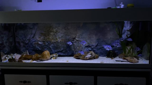 680l tanganyika aquarium Cyphotilapia M’Toto смотреть онлайн