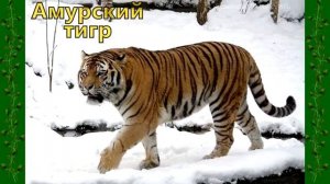 Дикие животные России ? Изучаем диких животных и их голоса  Развивающее видео для детей