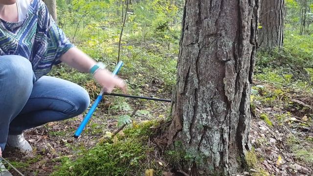 Как определить возраст дерева смотреть онлайн