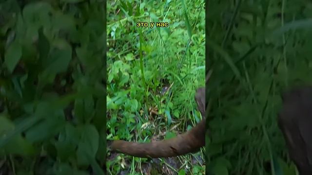 Находки в Карельском лесу! #металлоискатель #металлокоп #копметаллолома смотреть онлайн