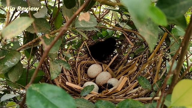 The next generation of birds is starting to hatch in the nest смотреть онлайн