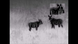 RikaNV OVOD 335 практический обзор, прибор для новичков и профи, тест на максималках.