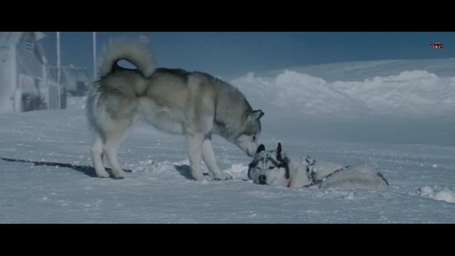 Ты ЗАПЛАЧЕШЬ! Собачья преданность. (Фильмы: Хатико, Я-Легенда, Белый плен) смотреть онлайн