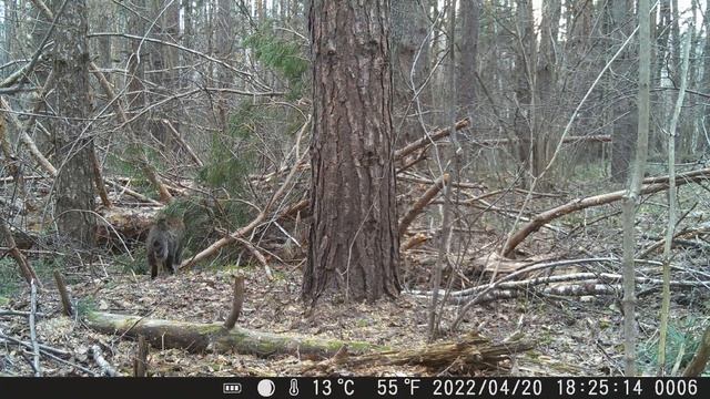 два месяца у кормушки для белок (2022-05-21) смотреть онлайн
