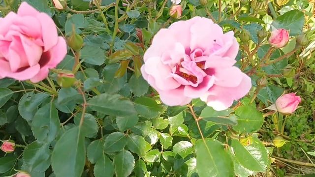 9.06 2023 г.-Энджел Айс(гибрид) смотреть онлайн