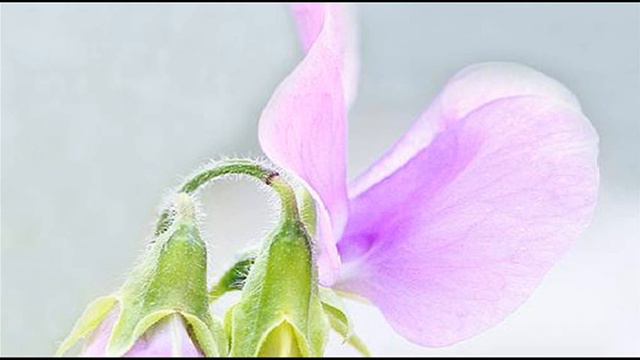 A. Vivaldi: Sonata for violoncello & b.c. in F major, Le Clerc n. 2 (RV 41) - Part II смотреть онлайн