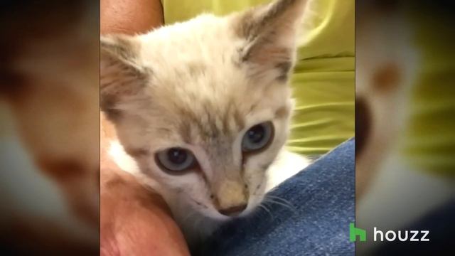 We Revisit Man's Cat Playland and our Hearts Explode Again смотреть онлайн