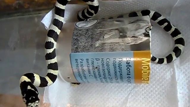 Королевская змея смотреть онлайн