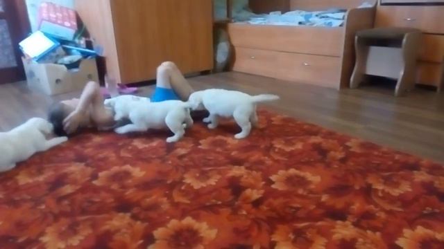 Лабрадорчики целоваки))) видео 2016 смотреть онлайн