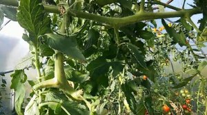 Сорт Томата Римский Полосатый