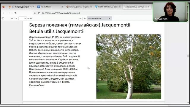 Березы в вашем саду смотреть онлайн
